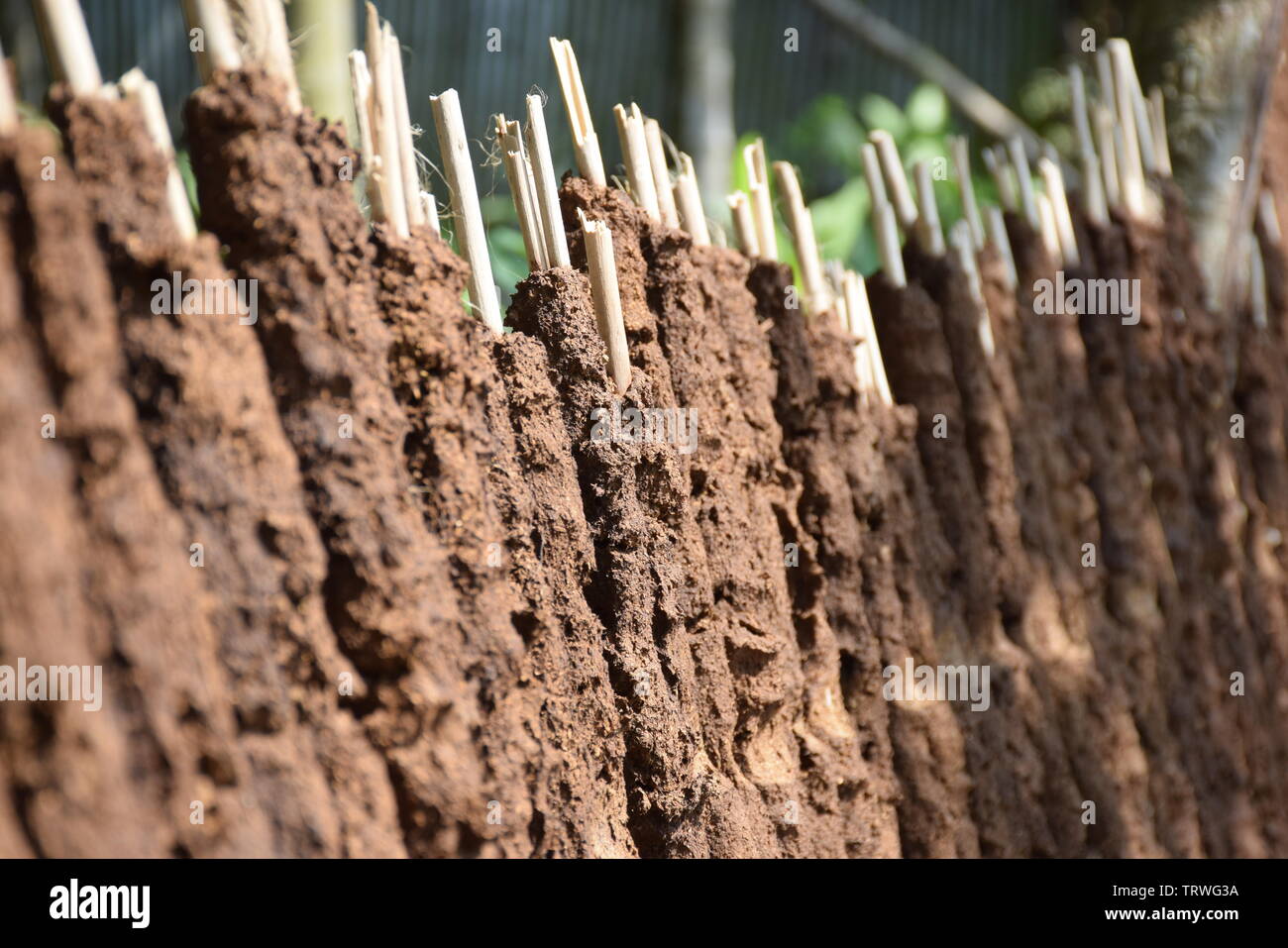 cow dung jute stick fuel: indigenous fuel technology in rural south asia made from cow dung and jute stick, dried and used for domestic cooking. Stock Photo