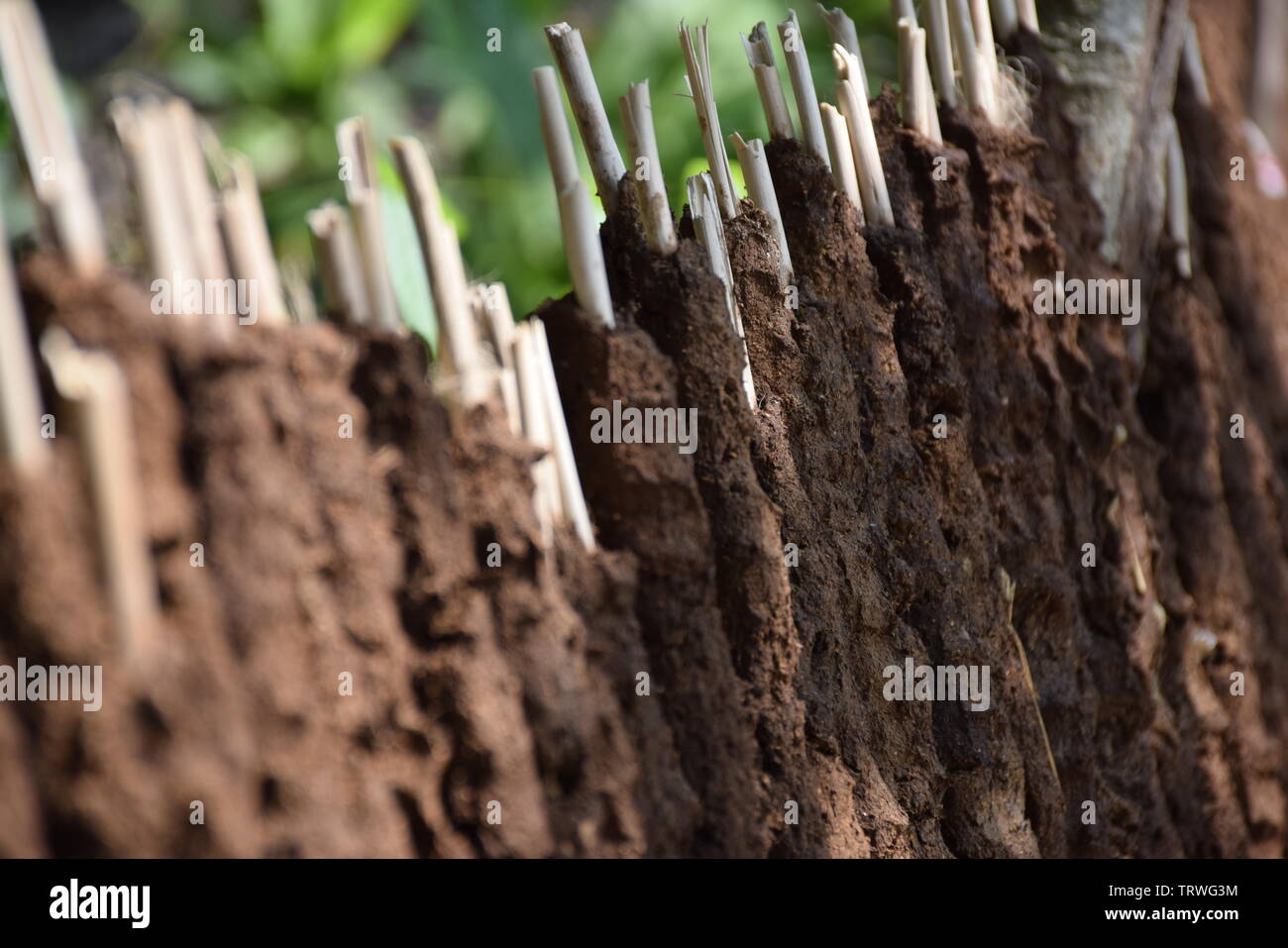 cow dung jute stick fuel: indigenous fuel technology in rural south asia made from cow dung and jute stick, dried and used for domestic cooking. Stock Photo