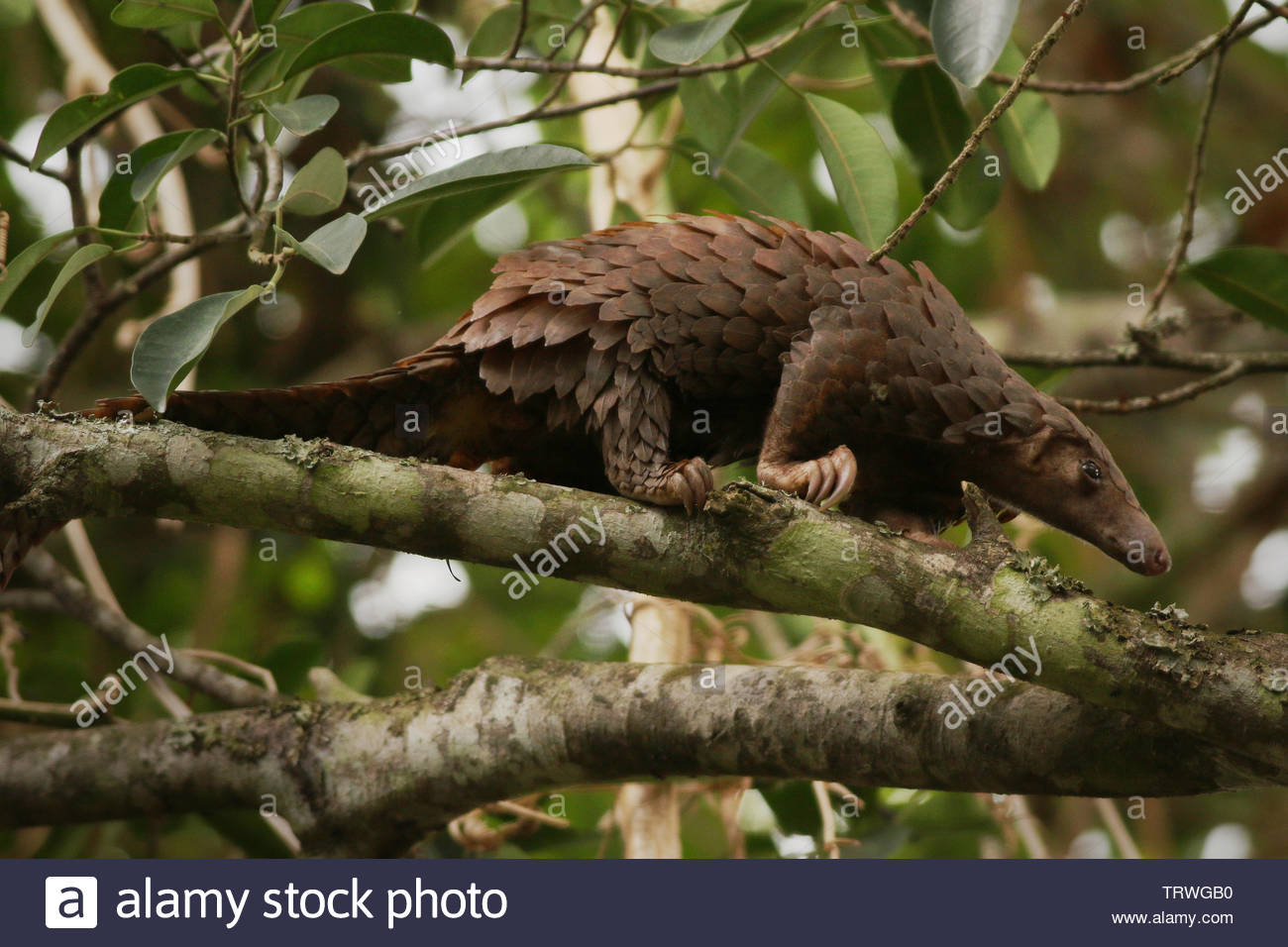 Pangolin Asia High Resolution Stock Photography and Images Biology Diagrams