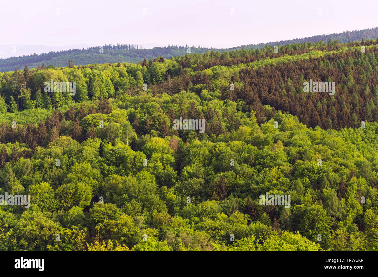 Stunning aerial view of colorful summer mixed forest with deciduous and coniferous trees, wood diversity, water retention concept, summer blue cloudy Stock Photo