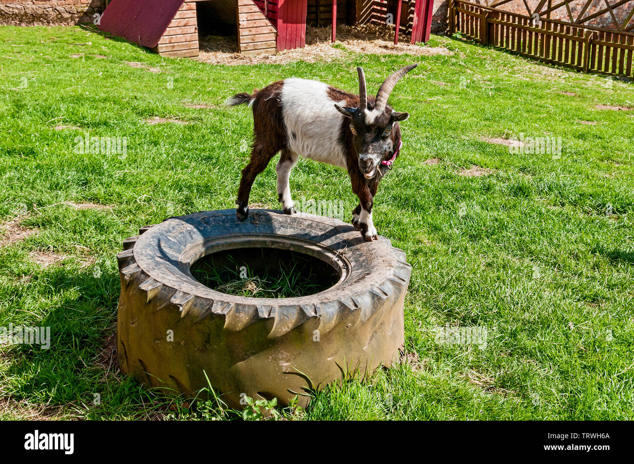 An inquisitive small tan and white goat watches with slit shaped pupils