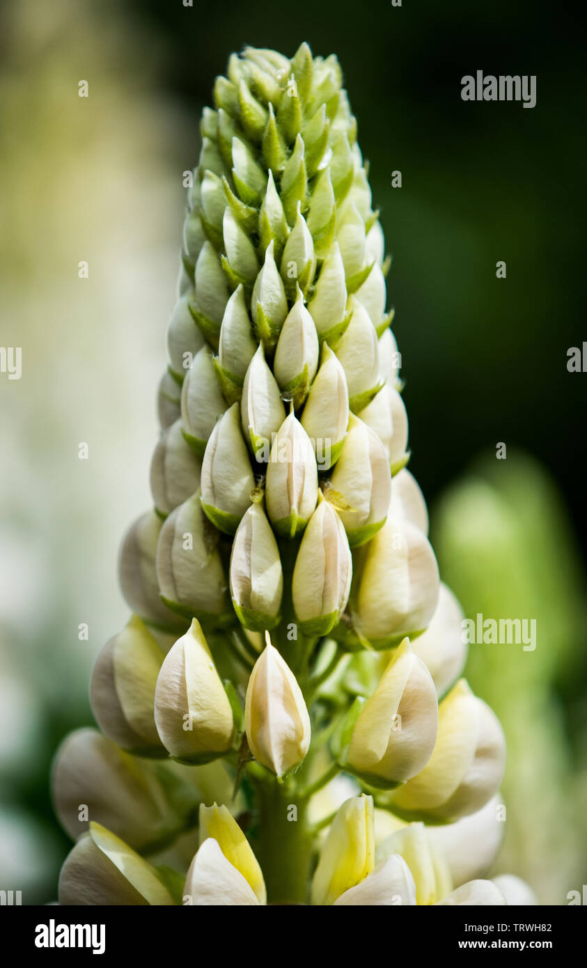 White lupin flower emerging after rain Stock Photo