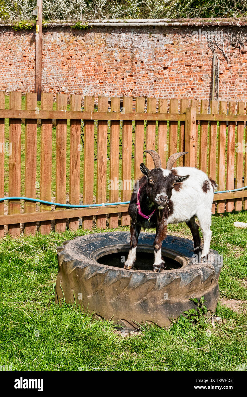 An inquisitive small tan and white goat watches with slit shaped pupils as it balances with agility on an old black rubber tyre lying on its side Stock Photo