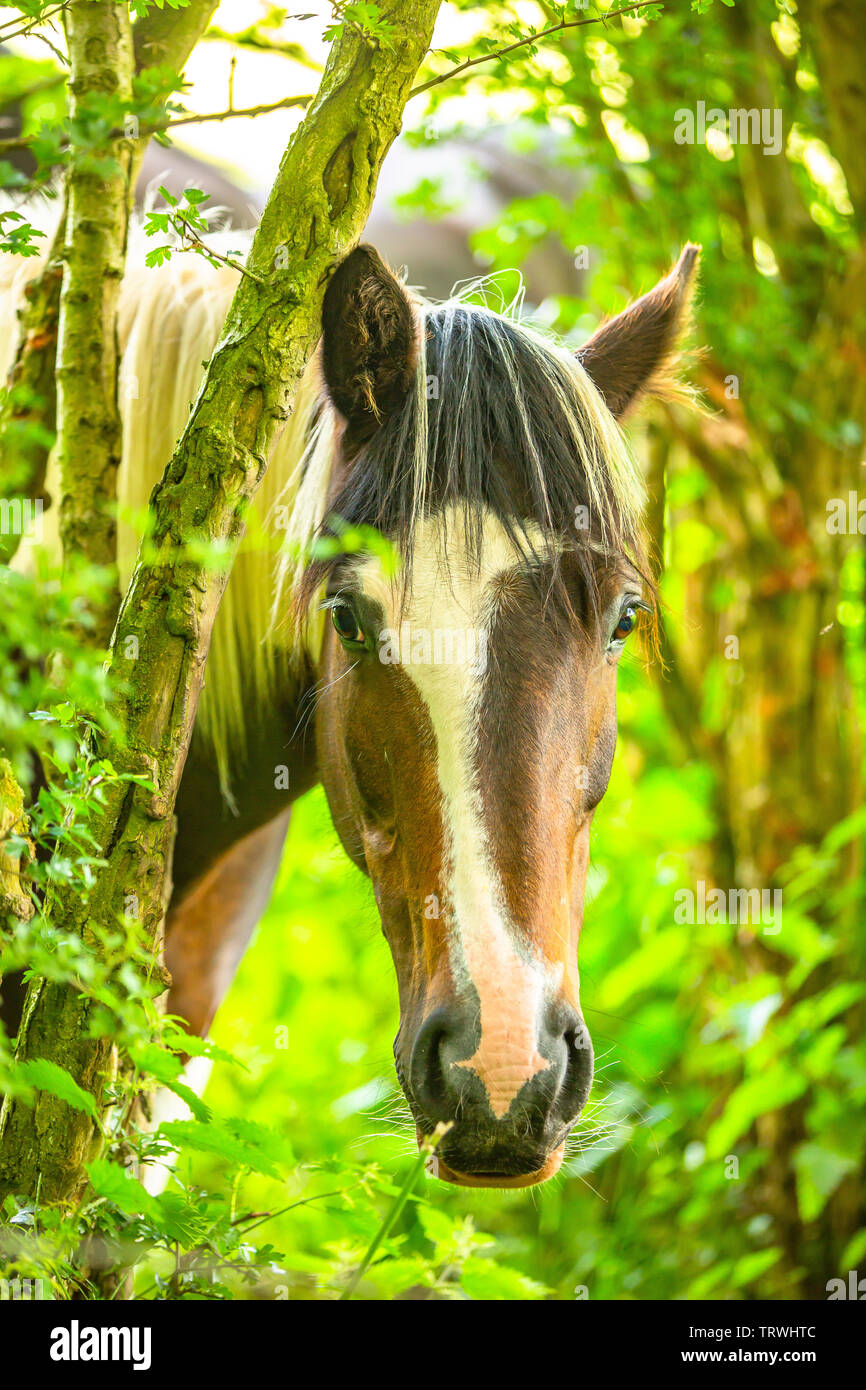 A lovely pony horse peering through the trees. Stock Photo