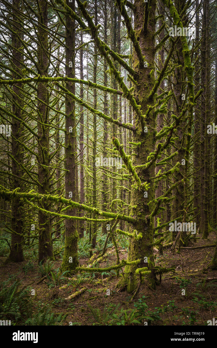 Trees at Cape Sebastian State Scenic Corridor, a state park in the U.S. state of Oregon, administered by the Oregon Parks and Recreation Department. Stock Photo