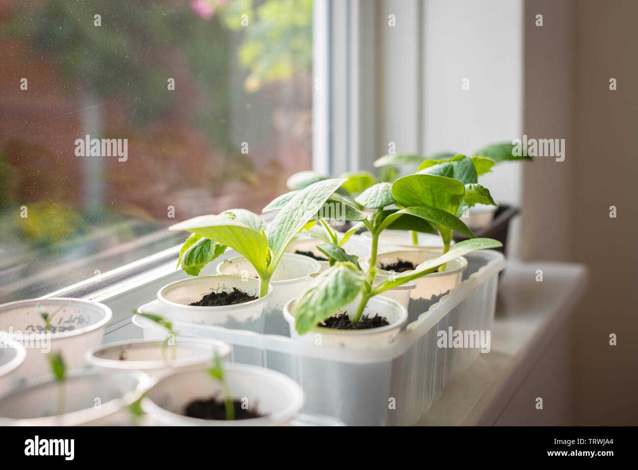 UK-Germinating and growing Courgette  plants ( Cucurbita Pepo) on the windowsil Stock Photo