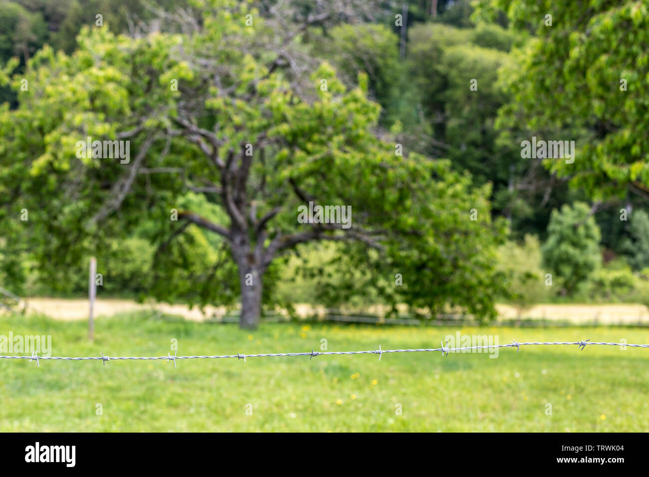 Green landscape with wire fence and blurred tree background, Luxembourg Stock Photo