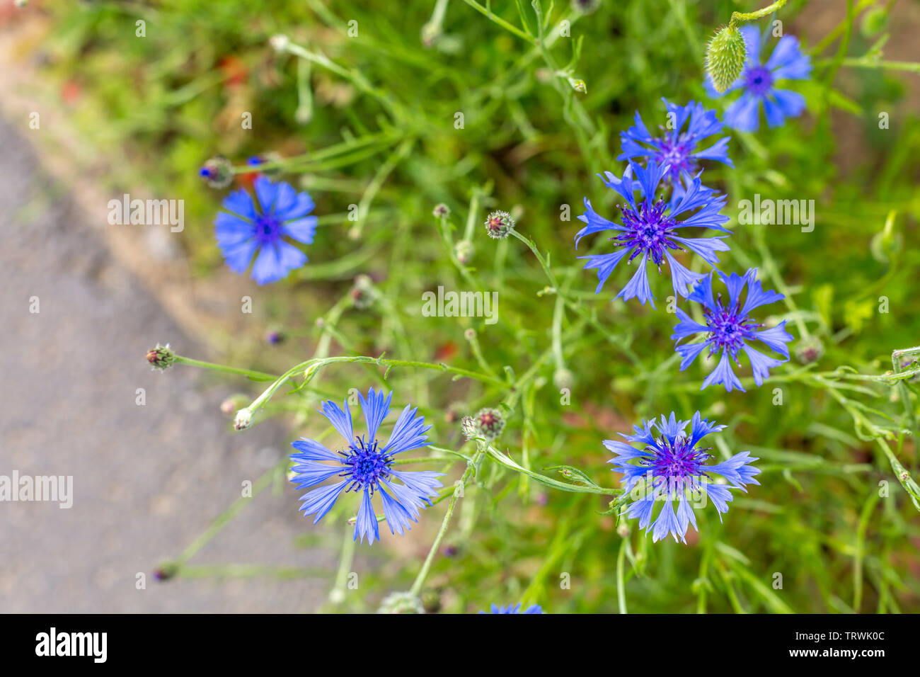 Roadside detail with blue wildflowers, Luxembourg Stock Photo