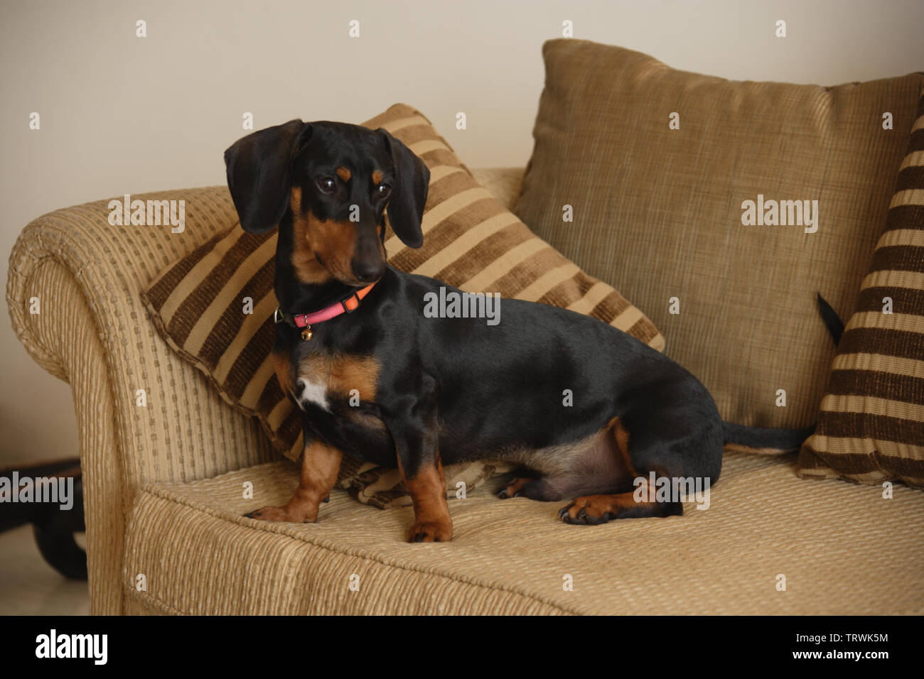 Dachshund sitting on a couch Stock Photo