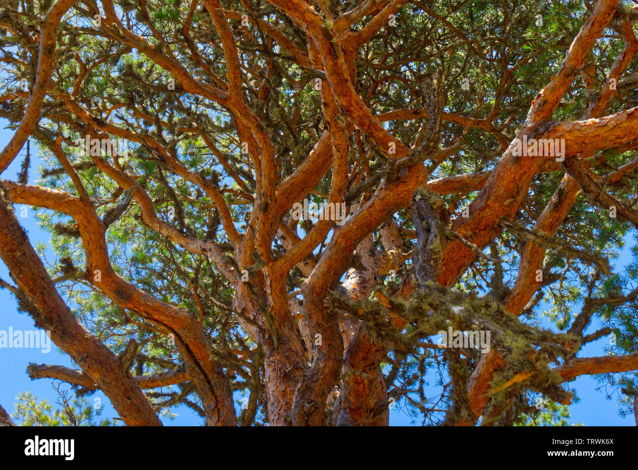 Photo of larick branches in sunny summertime. Stock Photo