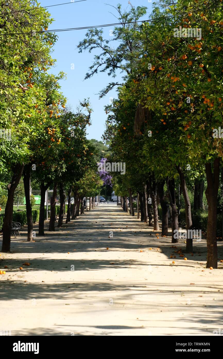 Avenue of Orange Trees Stock Photo