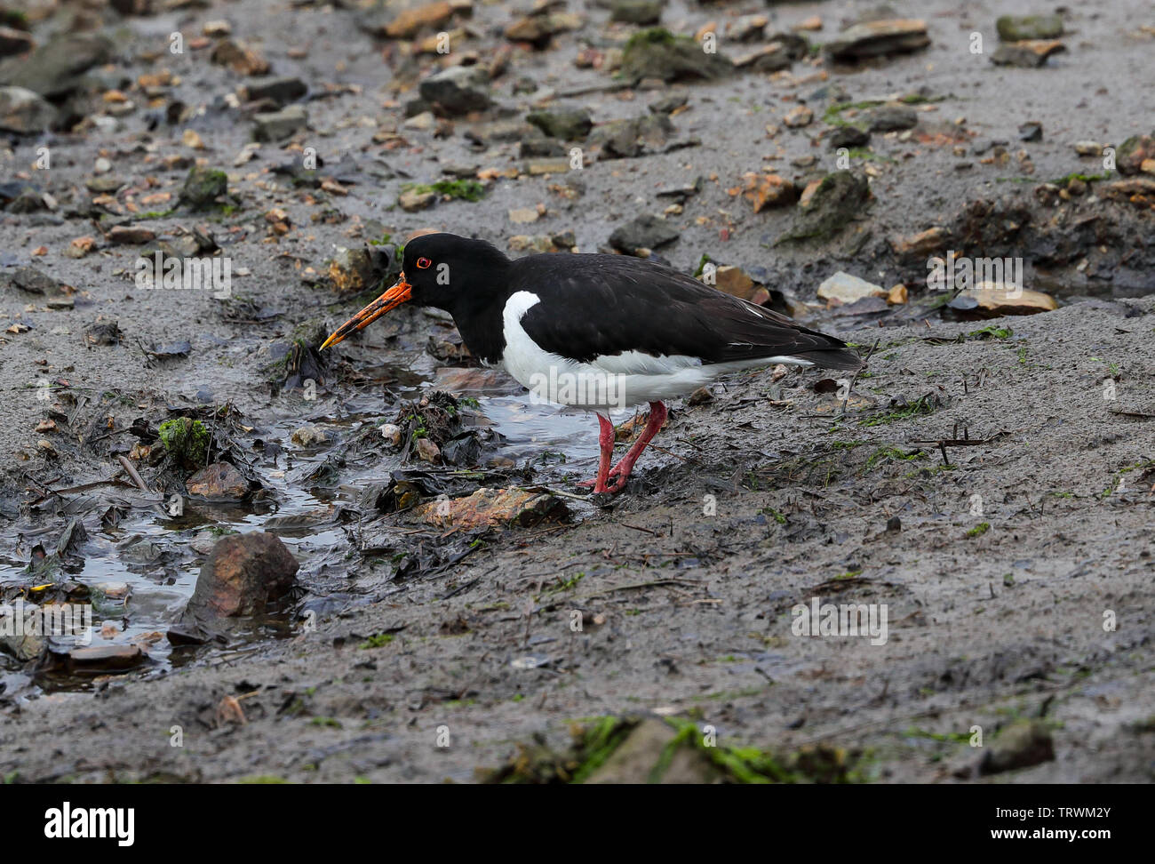 Shellfish insects hi-res stock photography and images - Alamy