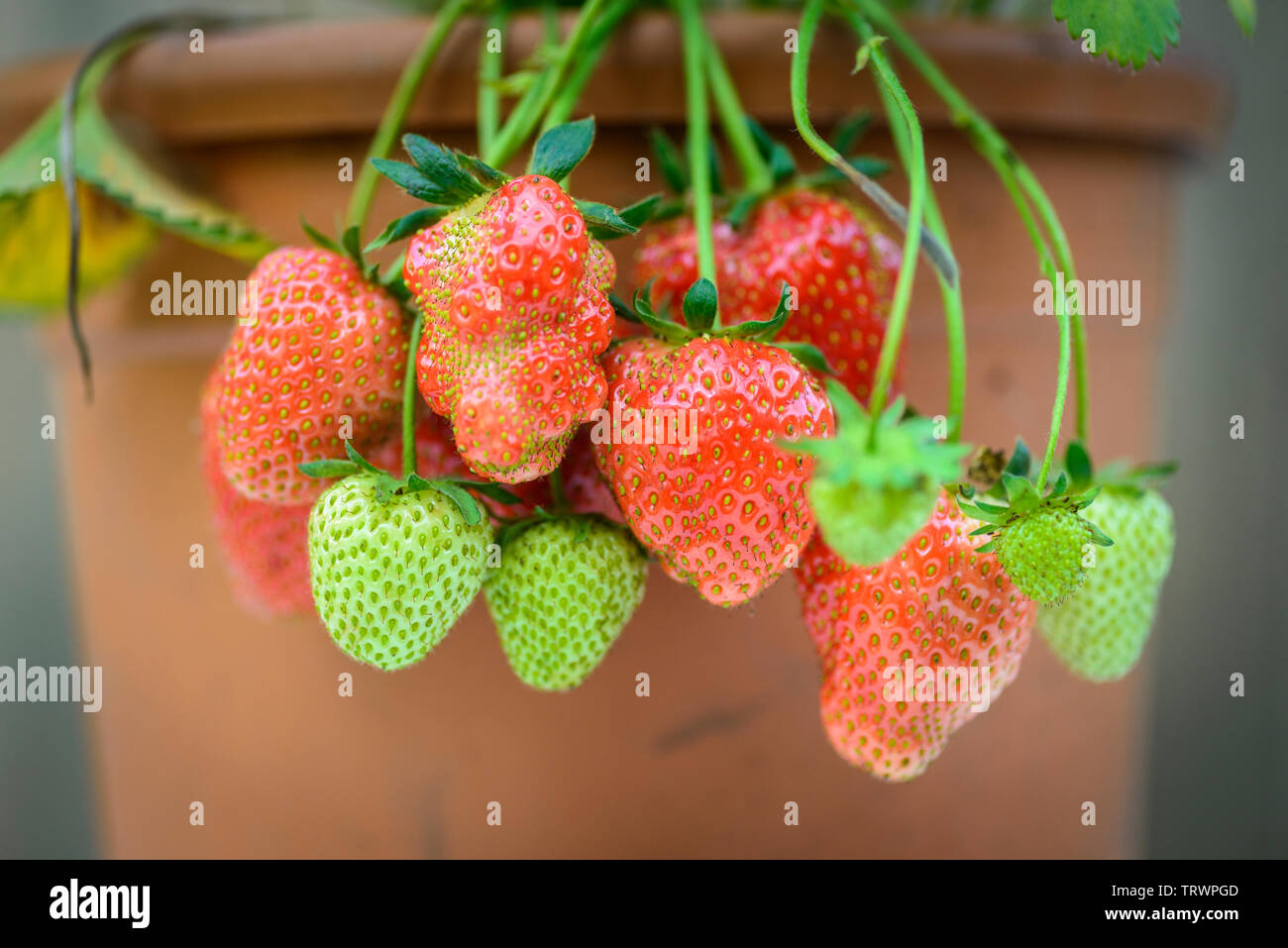 Pot grown strawberries  - Fragaria  ananassa Stock Photo