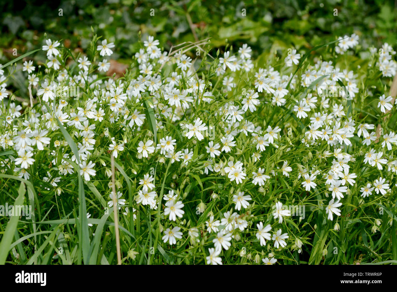 Greater Stitchwort - Stellaria holostea - white wild flowers growing with green grass at the bottom of a hedgerow Stock Photo