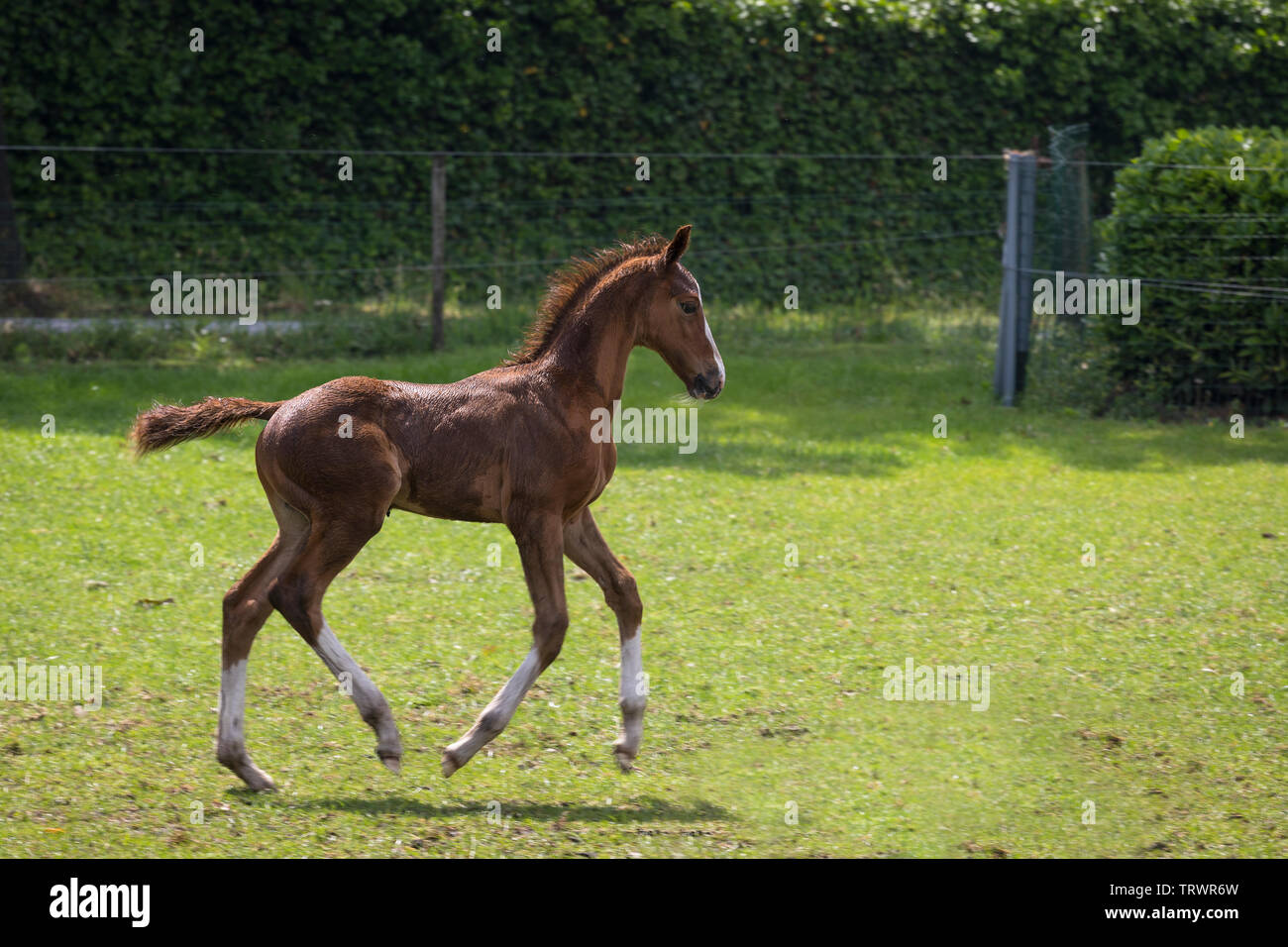 Playful young foal running in a meadow outdoors Stock Photo