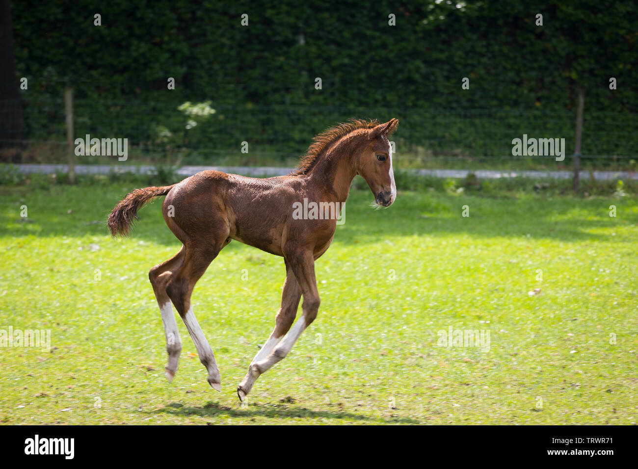 Playful young foal running in a meadow outdoors Stock Photo