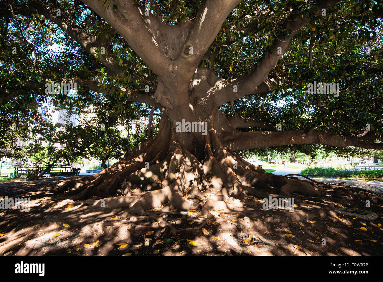 Giant Ombu Tree in Plaza Lavalle in Buenos Aires. It is largest herb on