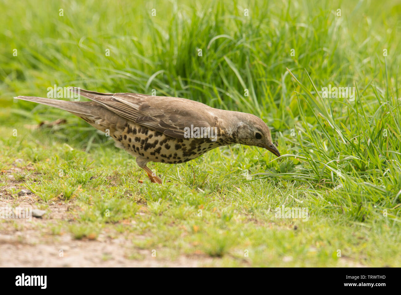 Song Thrush, Turdus philomelos, hunting, listening for worms, watching for prey in grass, Norfolk, UK, May. Stock Photo