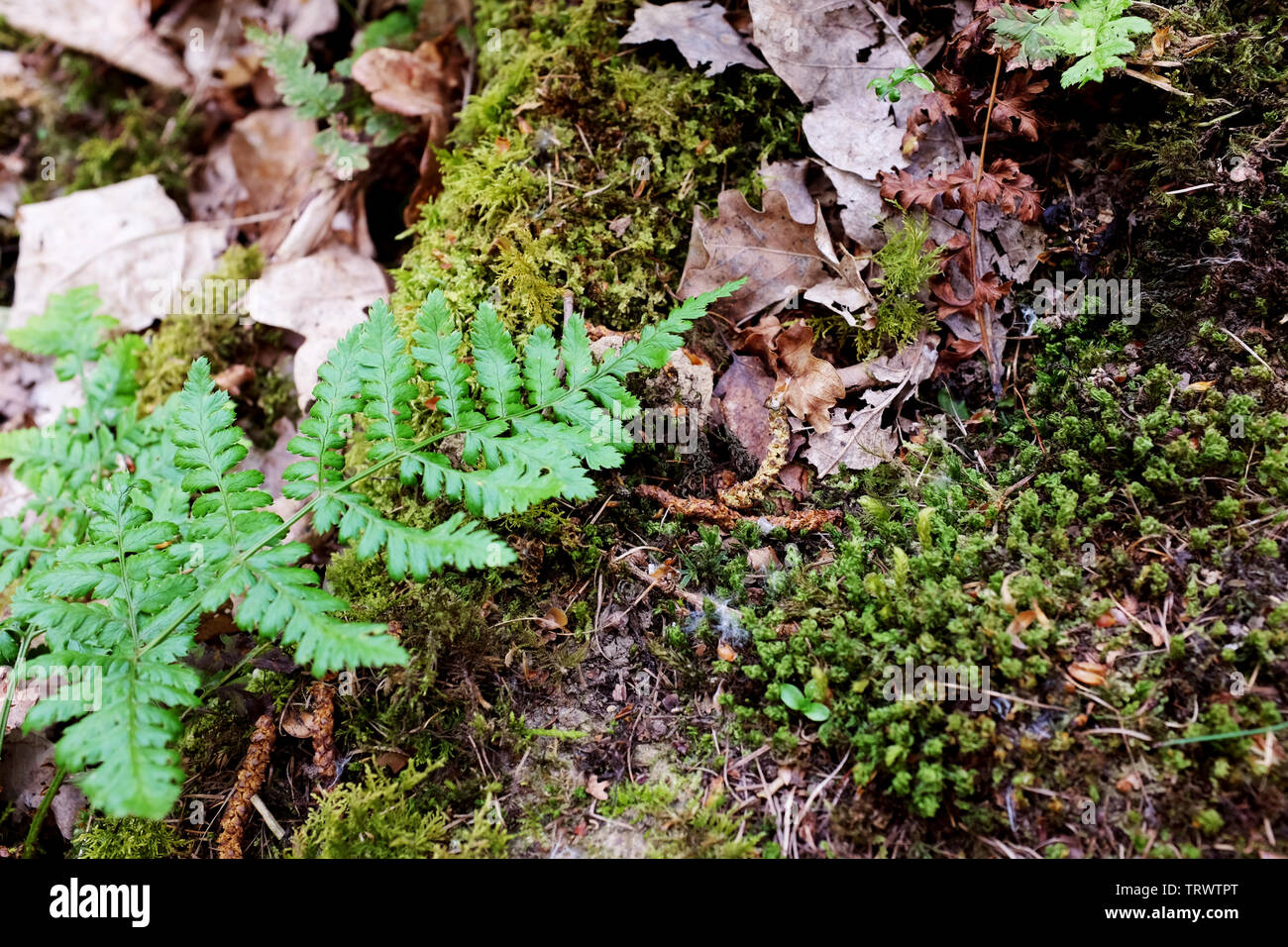 Macro of green bracken leaves among moss and dry leaves and catkins in woodland Stock Photo