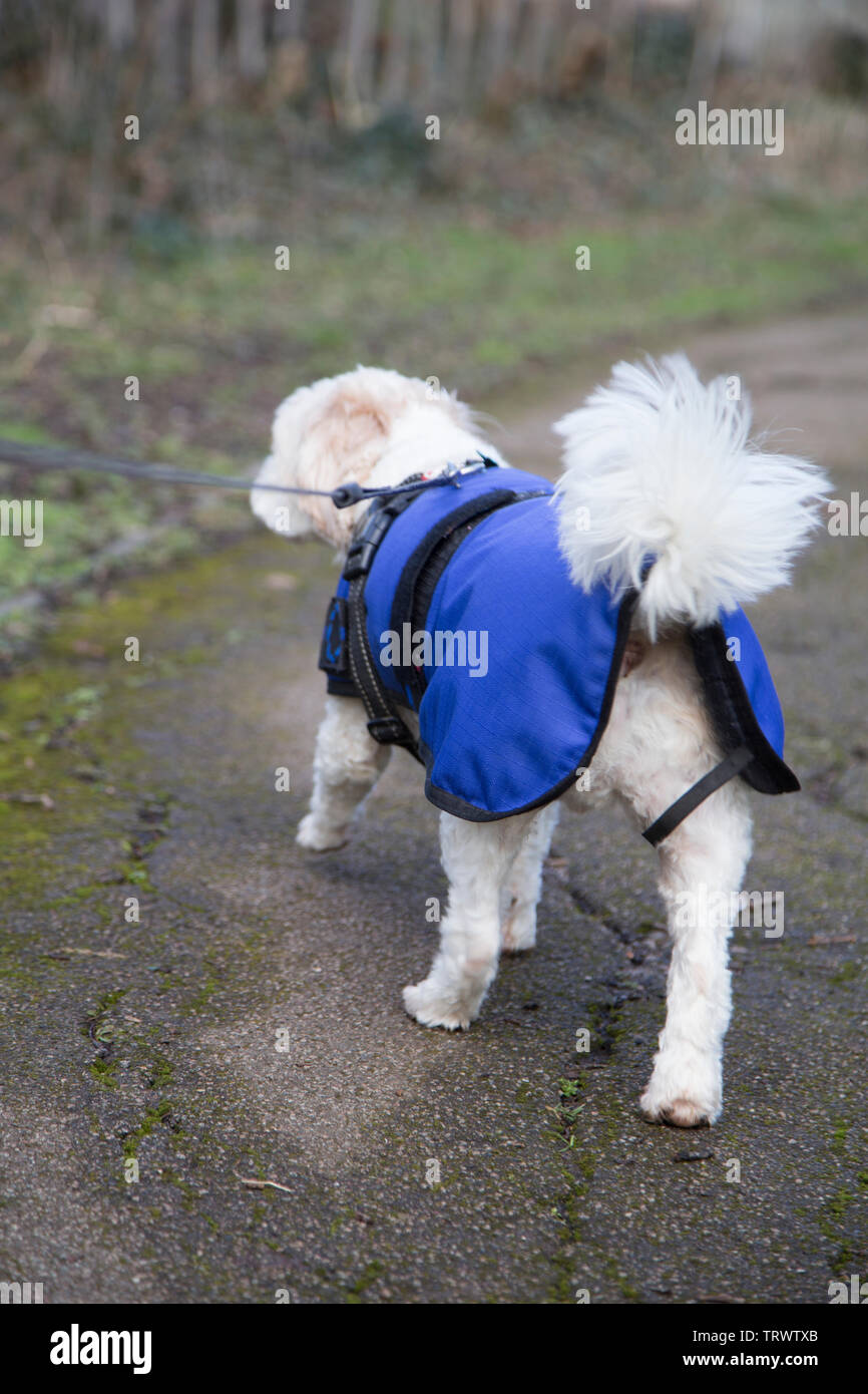A 3 year old male cavapoo, wearing a blue raincoat, being walked on an extending lead. Stock Photo