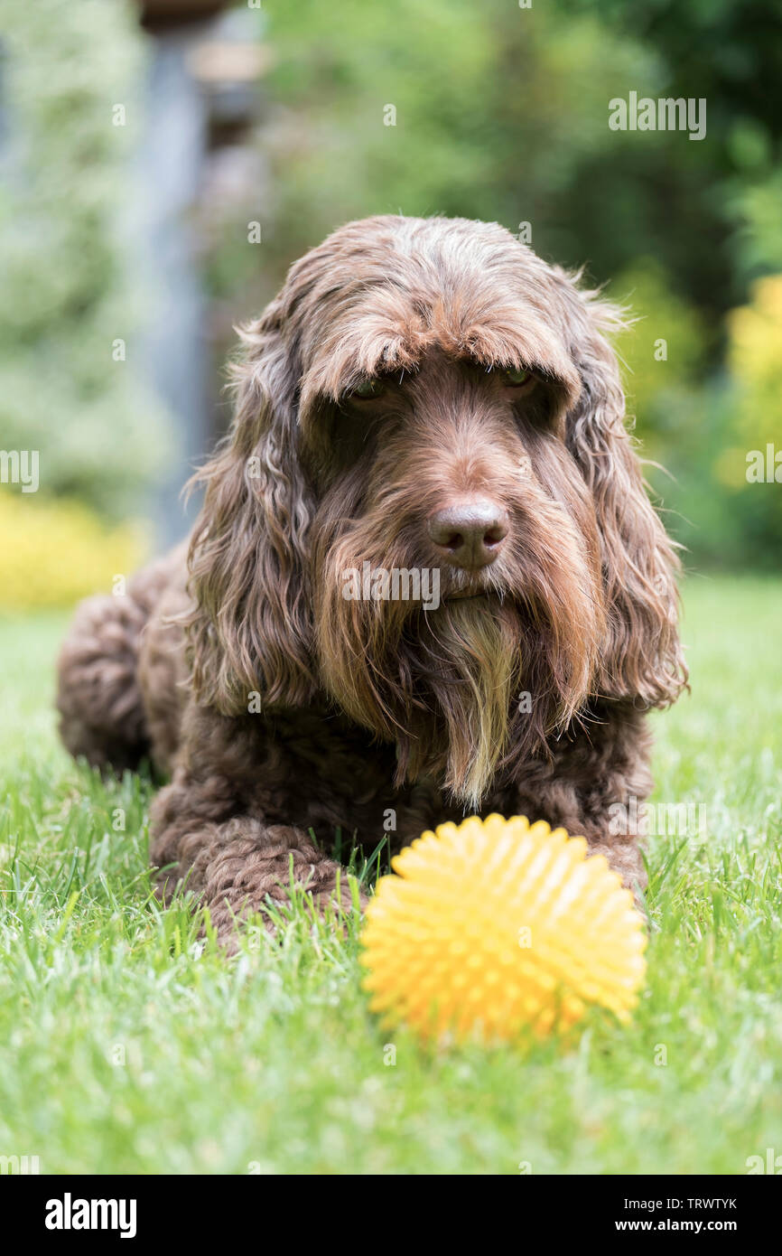 Cockerpoo down hi-res stock photography and images - Alamy