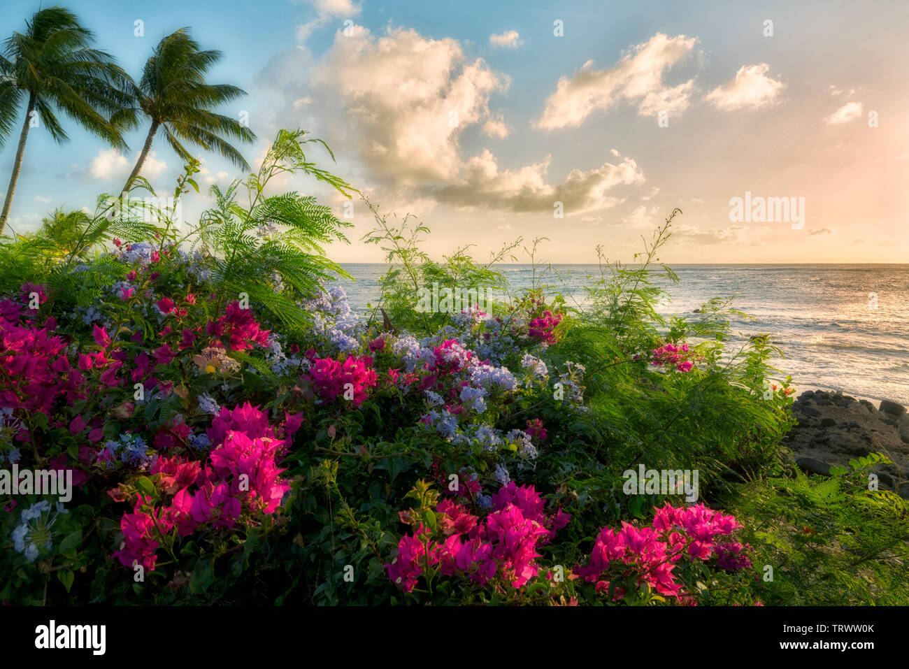 Hawaii flowers surf hires stock photography and images Alamy
