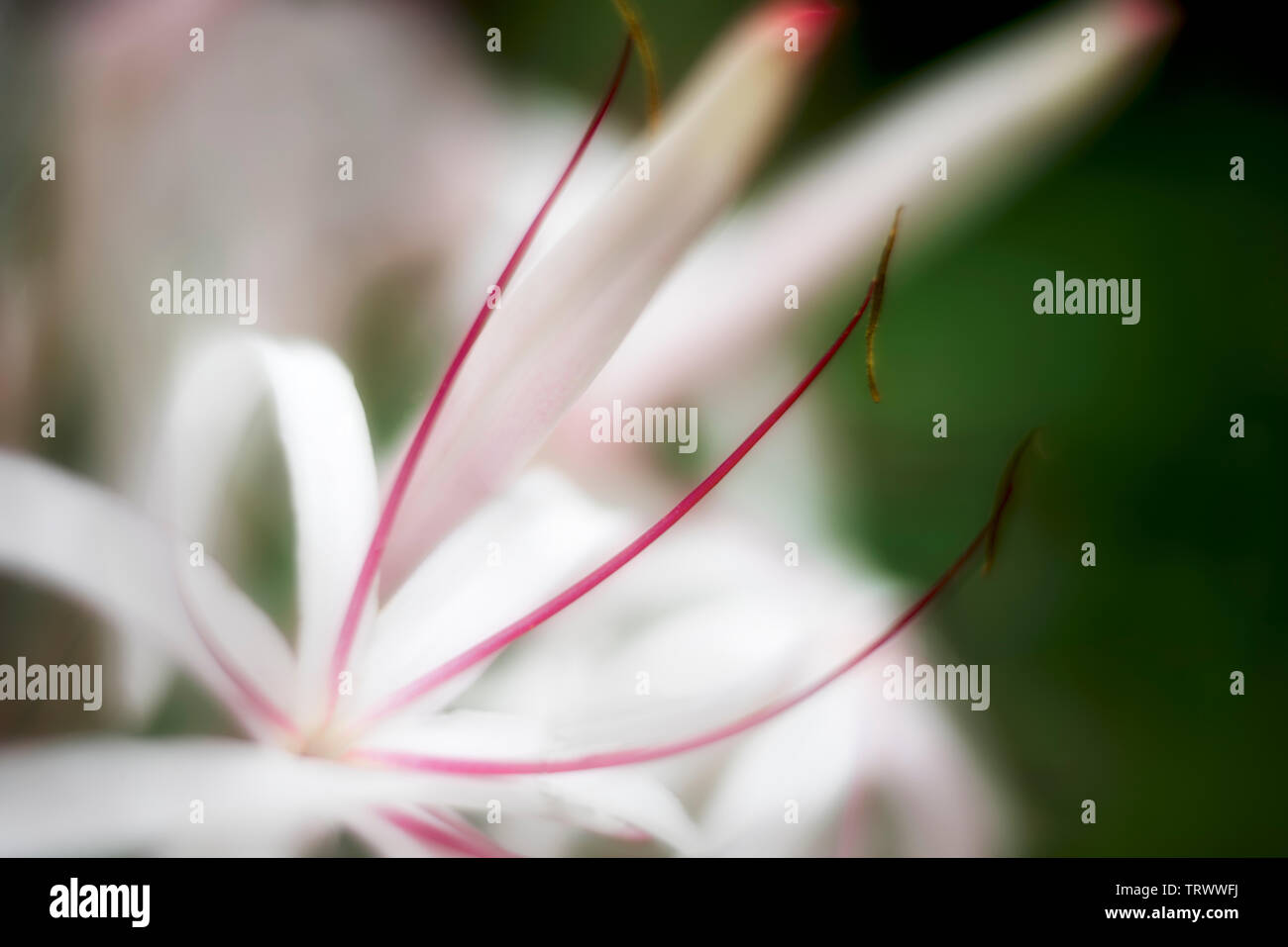 Close up of Spider Lily (Crinum asiaticum. Kauai, Hawaii Stock Photo