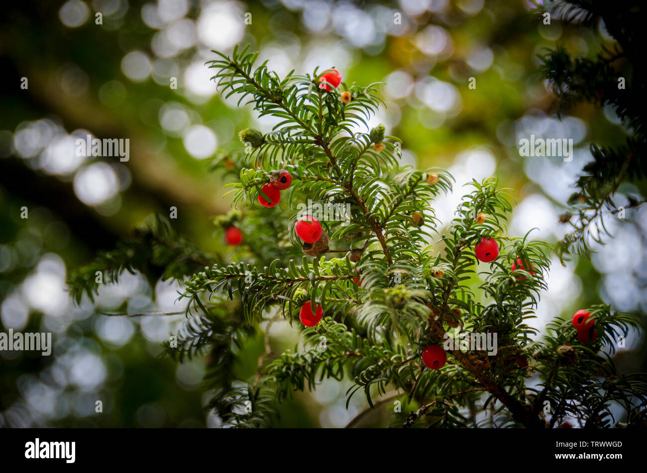A branch of a yew tree with red berries attached Stock Photo