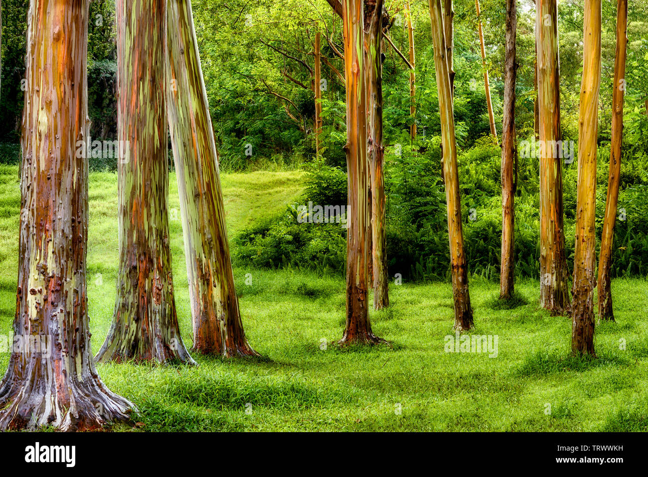 Painted Eucalyptus trees. Keahua Arboretum. Kauai, Hawaii Stock Photo Alamy