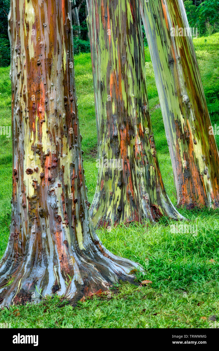 Painted Eucalyptus trees. Keahua Arboretum. Kauai, Hawaii Stock Photo