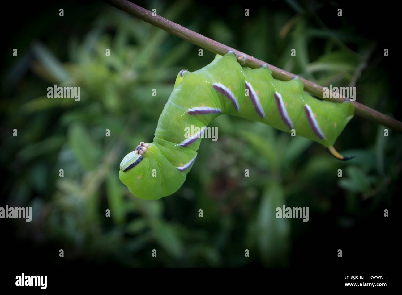 A green privet hawk moth caterpillar hanging upside down on a twig ...