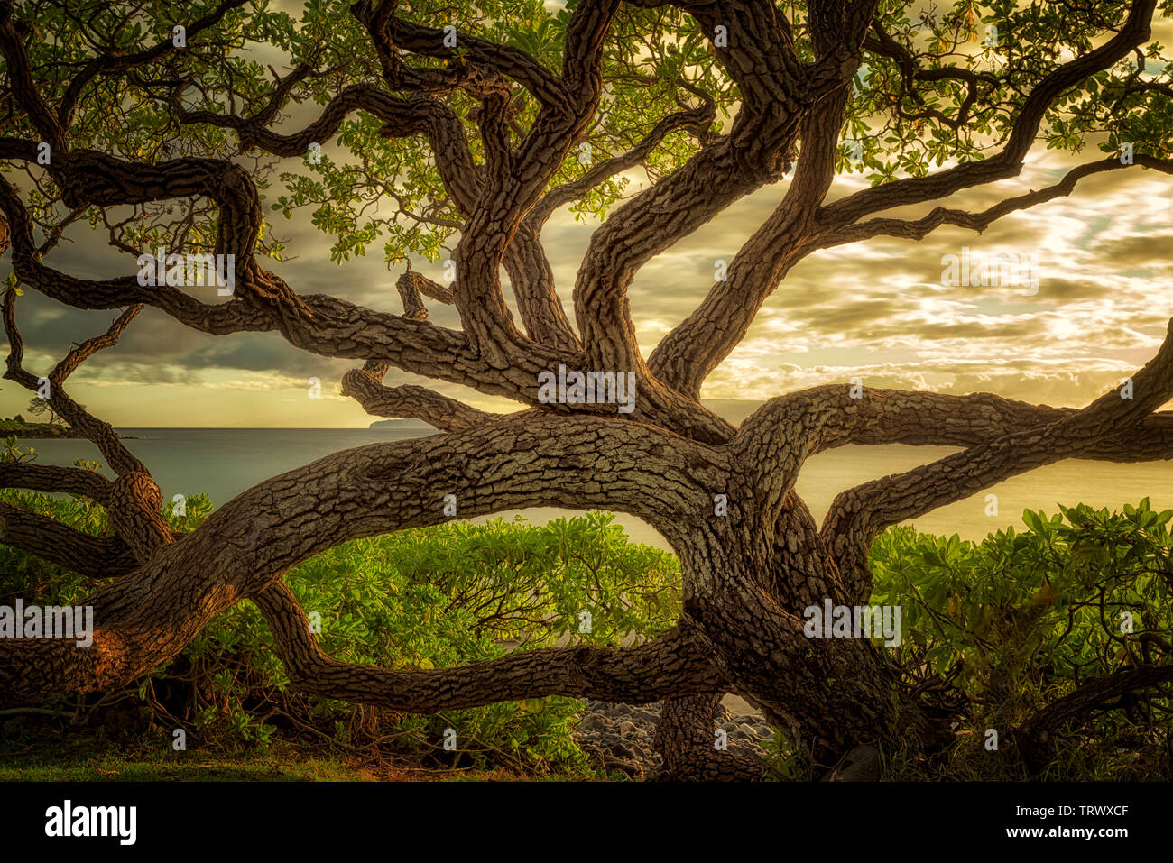Wildley branching tree. Maui, Hawaii Stock Photo Alamy