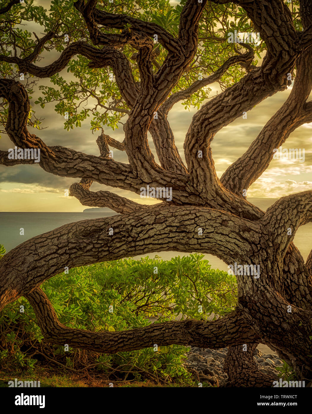 Wildley branching tree. Maui, Hawaii Stock Photo Alamy