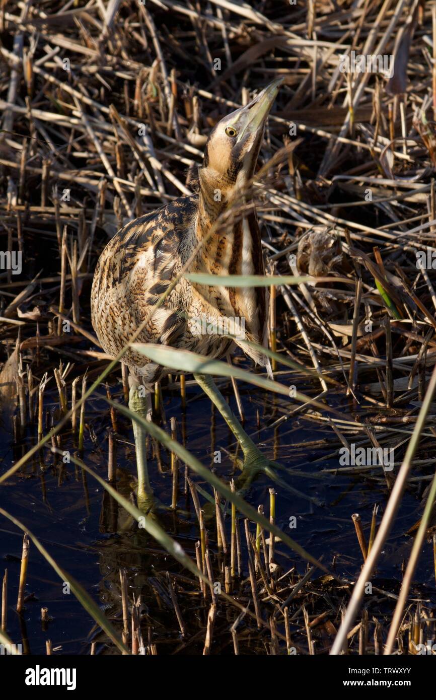 Wading through the reed beds hi-res stock photography and images - Alamy