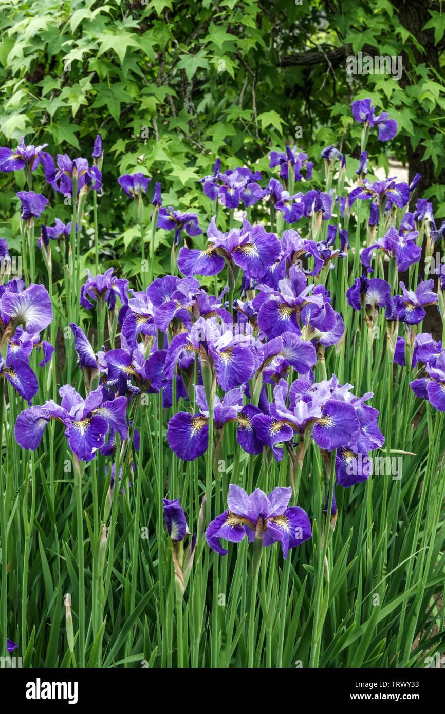Siberian iris, blue garden flowers Stock Photo