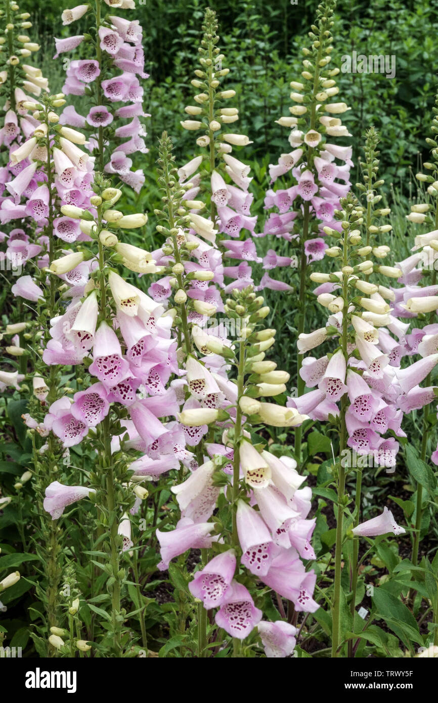 Digitalis camelot foxglove lavender hires stock photography and images