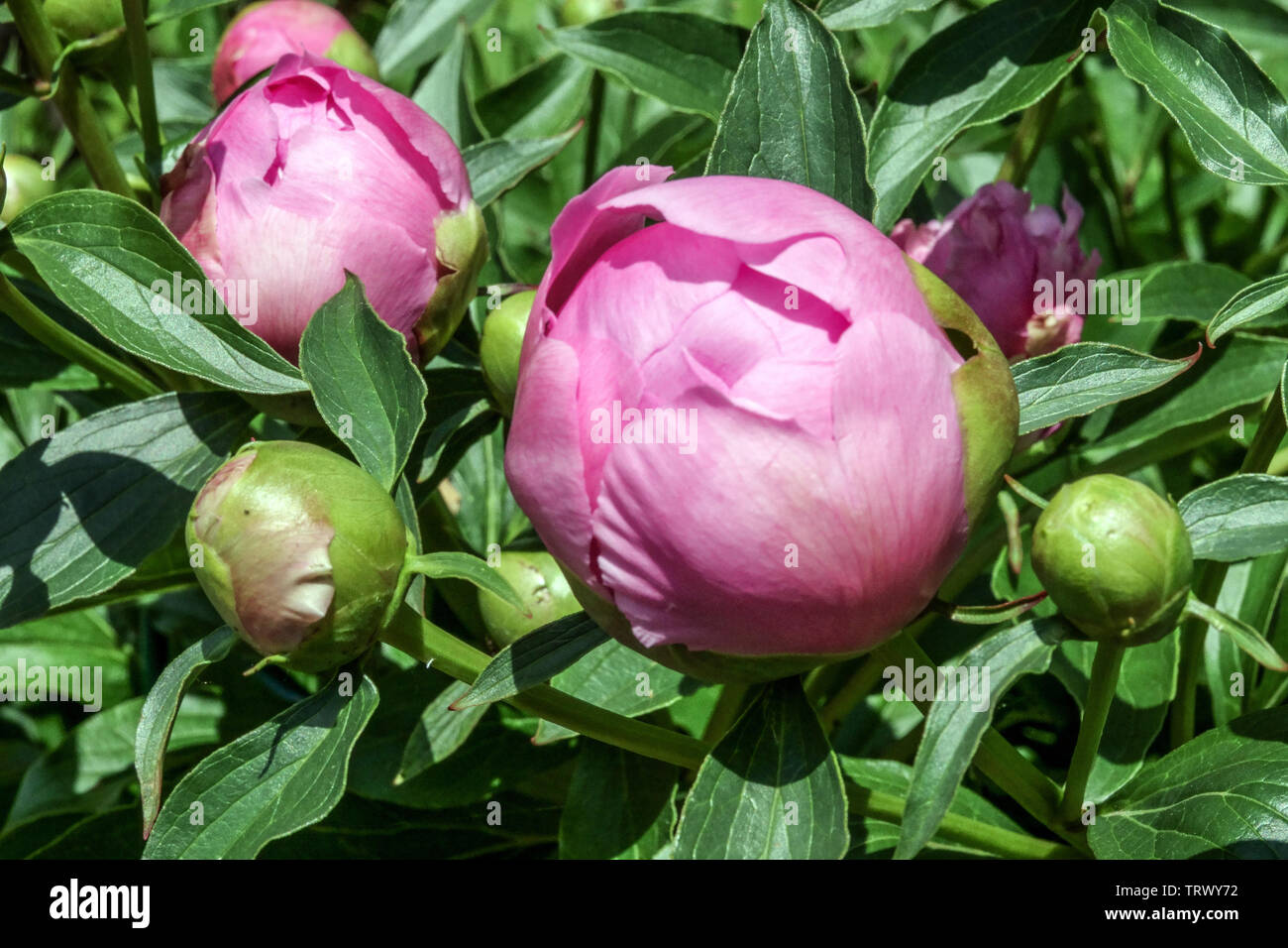 Pink peony buds, flowers opening Stock Photo