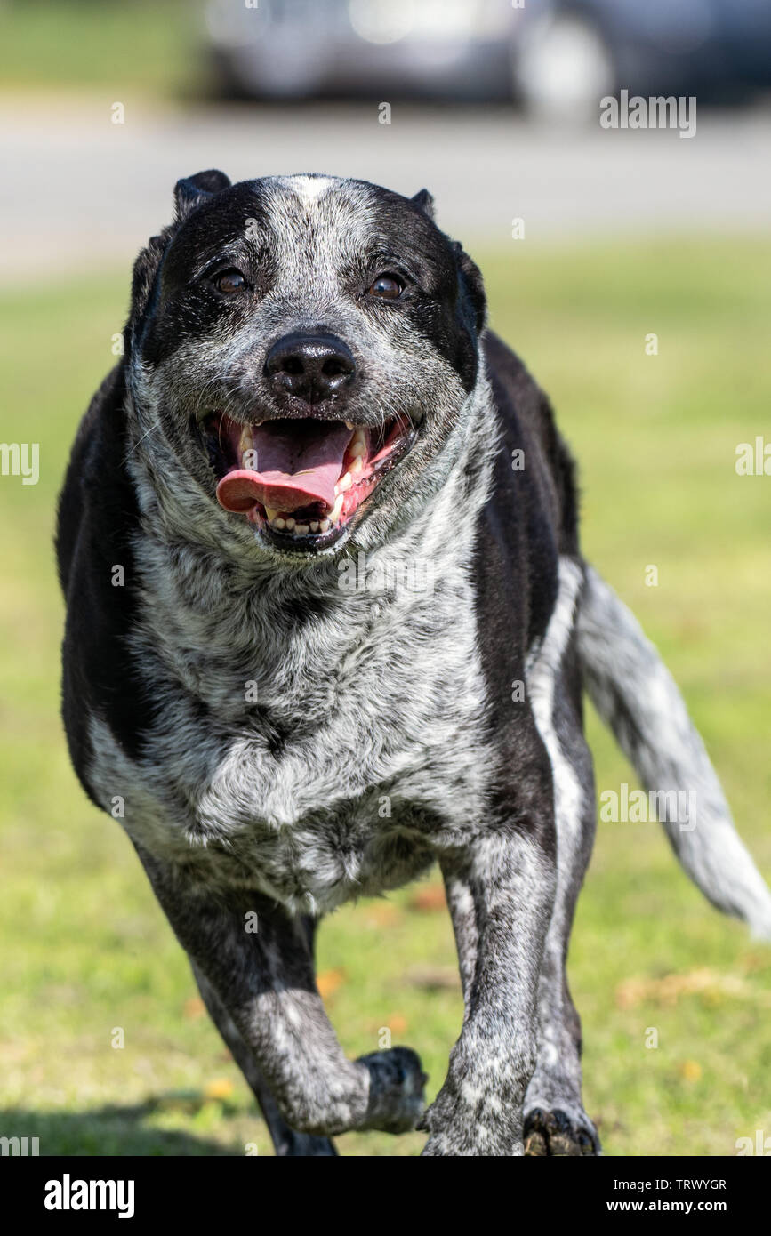 Enthusiastic mixed breed heeler running at top speed with happy expression on furry face. Stock Photo