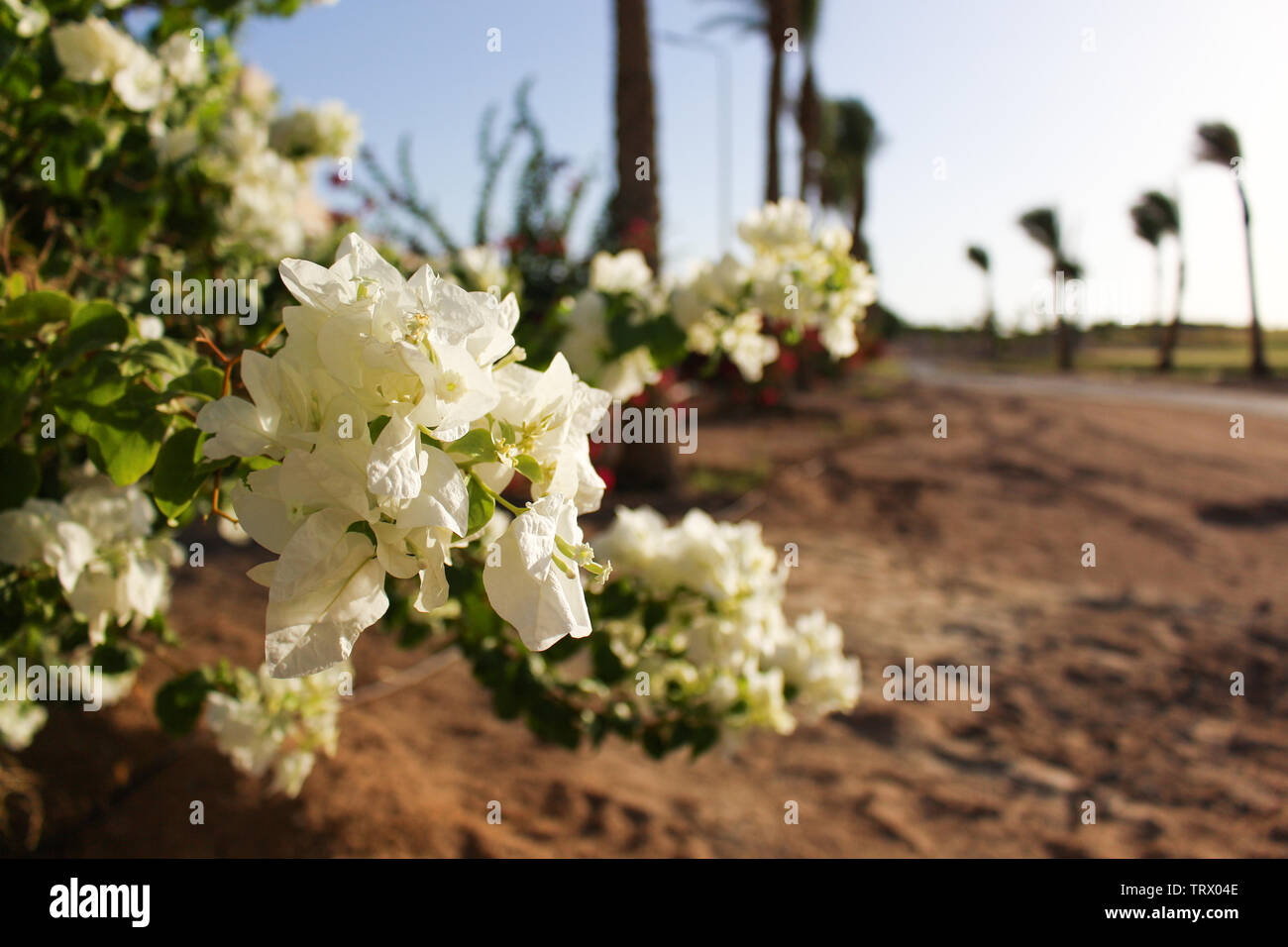 Flowers in Egypt on a hot summer day felling the warm sunshine on the skin. Lets have a small impression of a hot summer day in egypt. Stock Photo