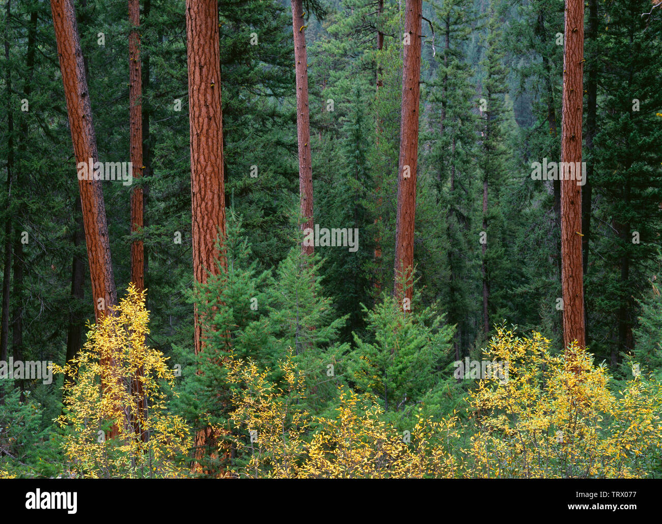 USA, Washington, Okanogan-Wenatchee National Forest, Autumn colored shrubs and small Douglas fir beneath towering Ponderosa pine; Twisp Valley. Stock Photo