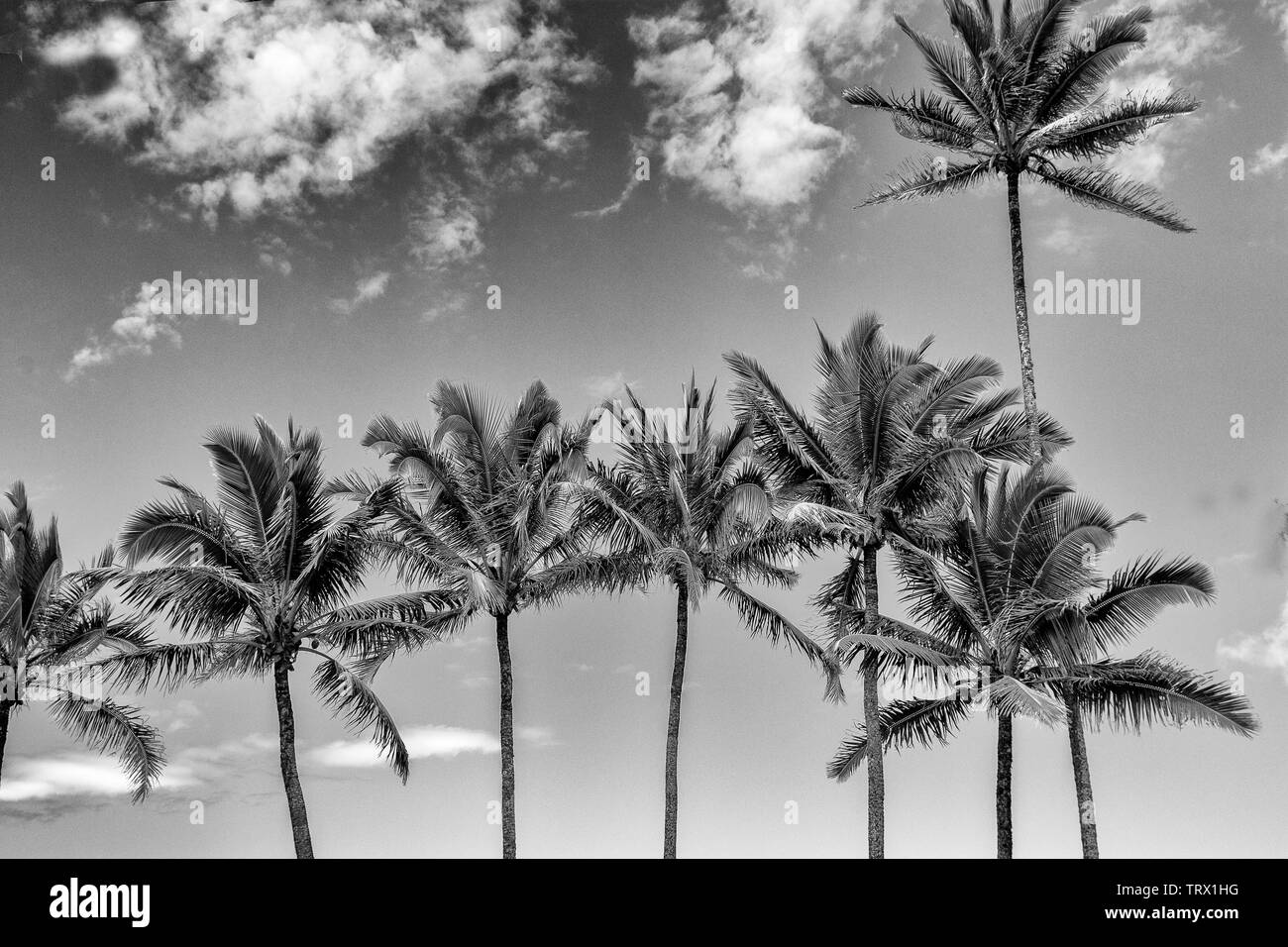 写真・グラフィック hilo Hawaiʻi - #PublicArchives #PhotoOfTheDay theme: Hilo