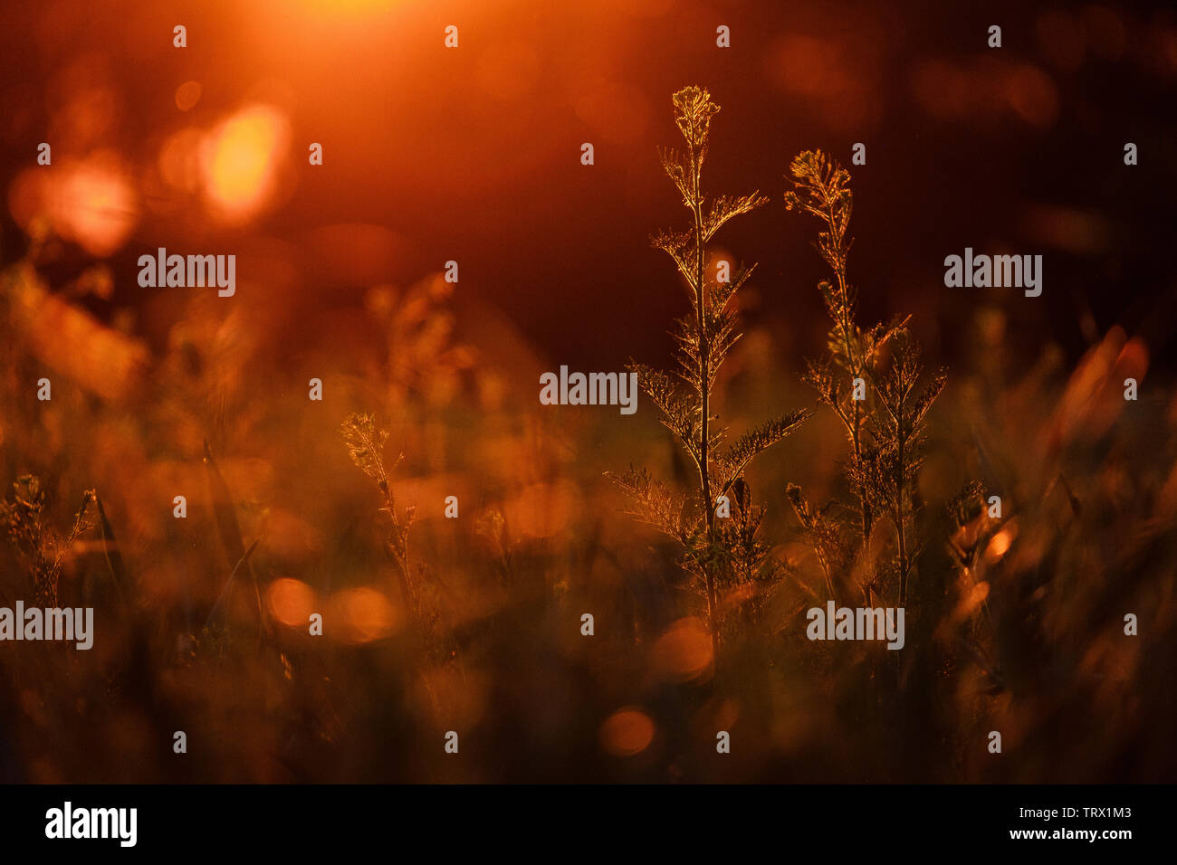 Grass field during golden hour Stock Photo - Alamy