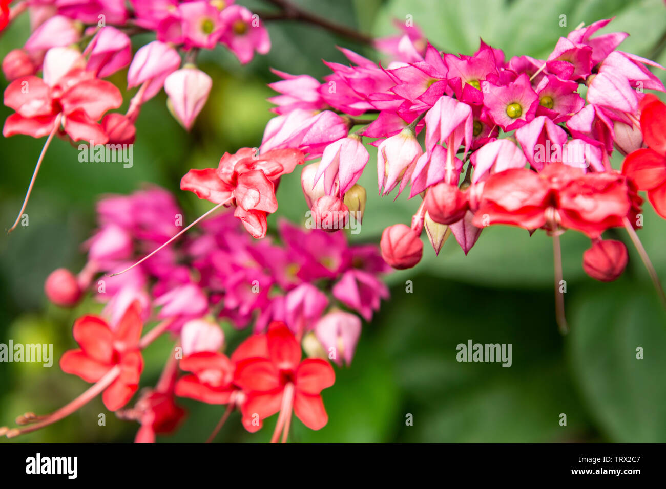 An unknown species of flower, An unknown species of flower, Pana'ewa