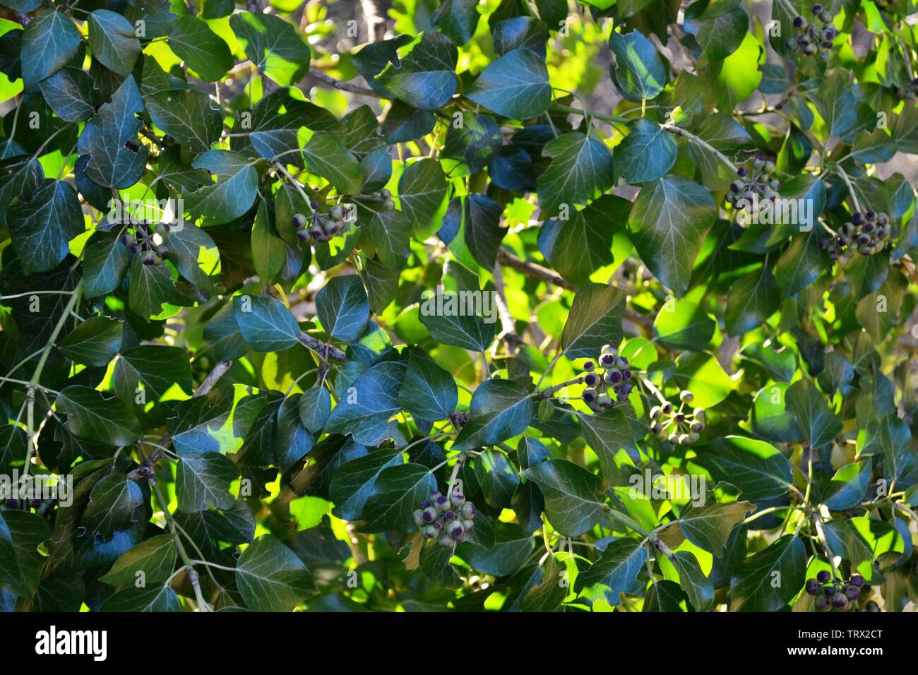 Ivy wall of Hedera Helix with blue fruits illuminated by sunlight in background. Stock Photo