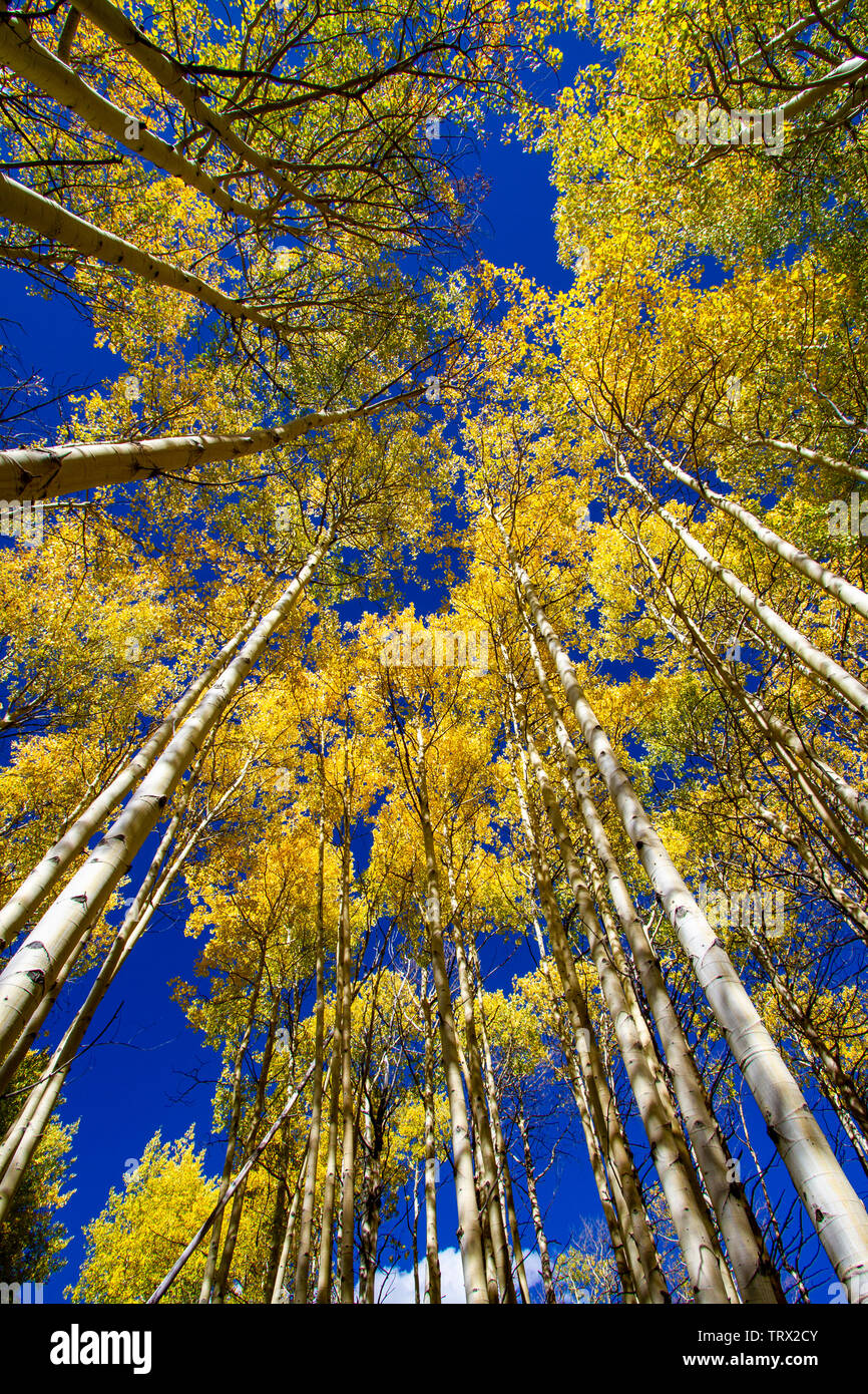 Autumn foliage, aspen trees, Absaroka Ranch, Wyoming. Stock Photo