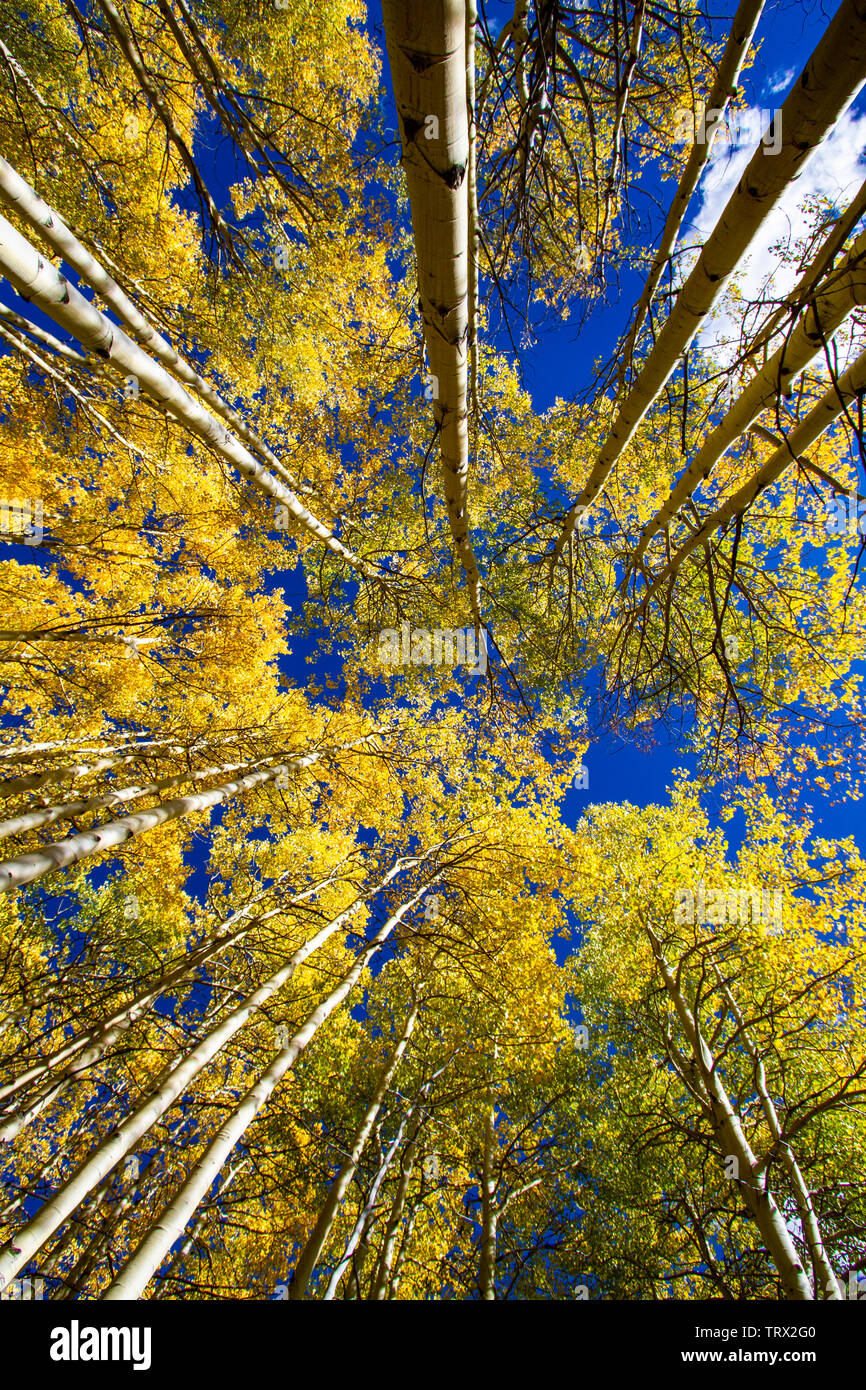 Autumn foliage, aspen trees, Absaroka Ranch, Wyoming. Stock Photo