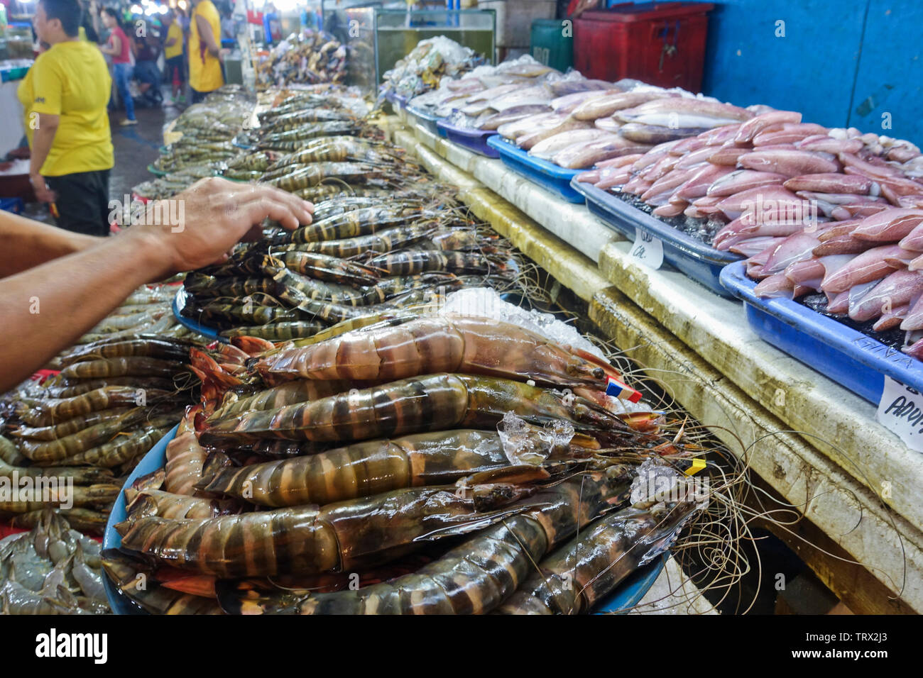 Shrimps, prawns, tiger prawns, squid, and cuttlefish are common in the Philippines. They can been cooked in a variety of ways...Chinese, Japanese etc. Stock Photo