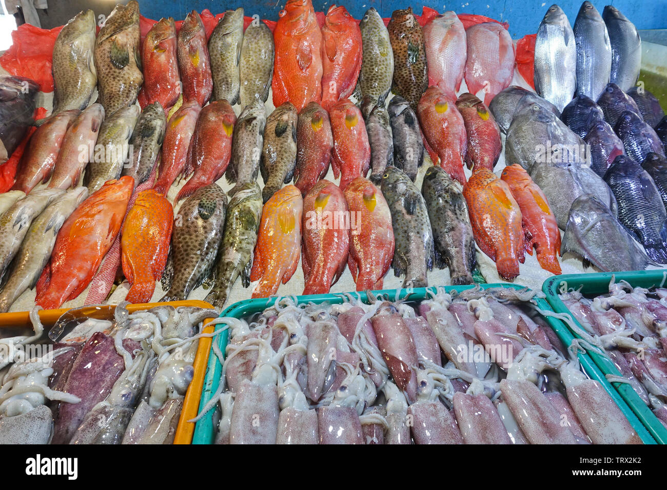 A great variety of fish and squid of premium quality delivered fresh and available for customers to buy and brought to the restaurant of their choice. Stock Photo