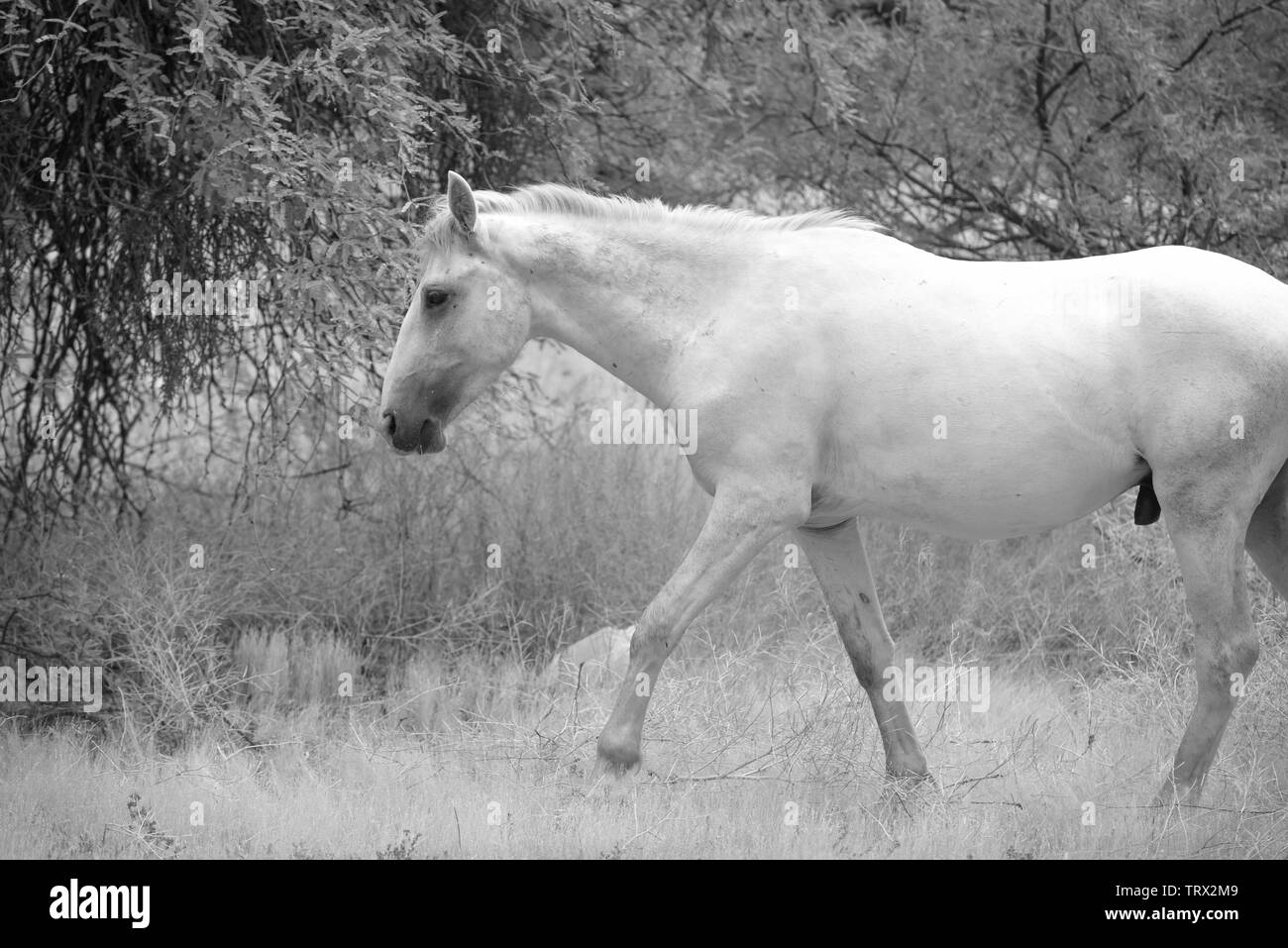 Wild Horses roam the Tonto National Forest in Arizona. Stock Photo