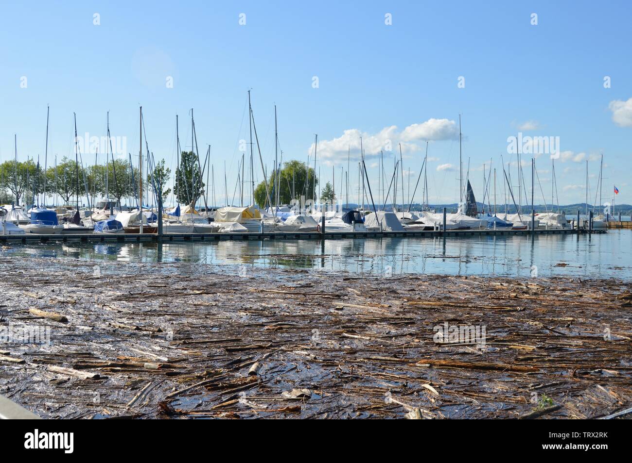 under water - flood and high water  of the Rhein at Fussach, Austria, at the lake of Constance Stock Photo